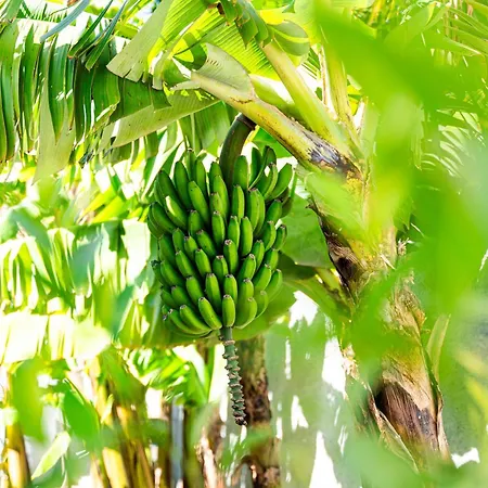 Villa Galvao House Experience Ribeira Brava