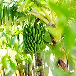 Villa Galvao House Experience Ribeira Brava