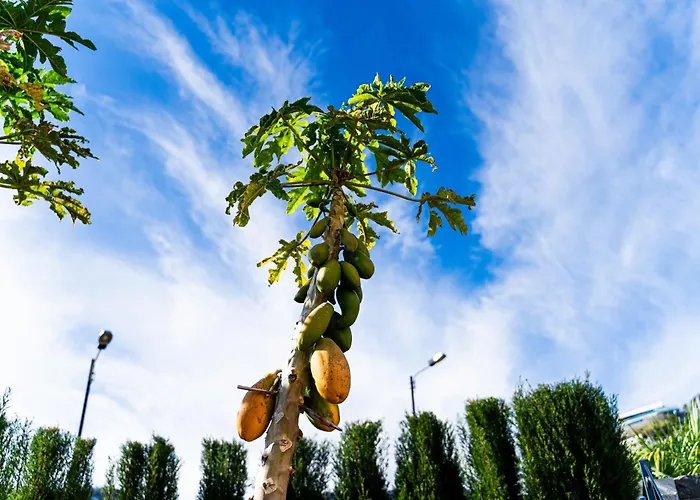 Galvao House Experience *