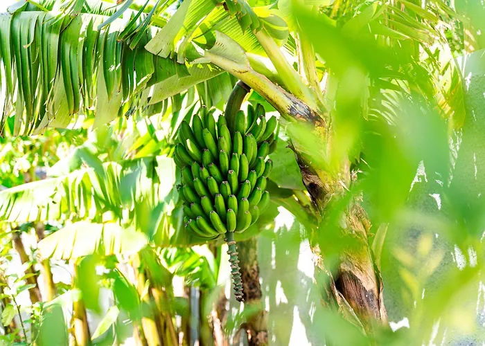 Vila Galvao House Experience Ribeira Brava